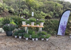 La Diva Lavender of Dümmen Orange